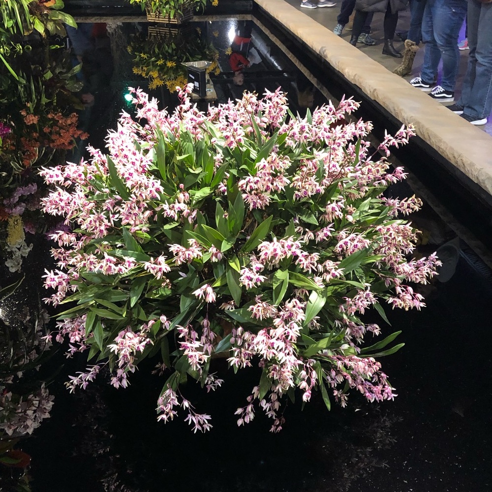 Meet your Posher, Carey